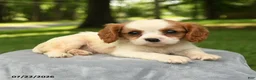 Cavalier King Charles Spaniel dogs for sale: Maverick - Ad 1