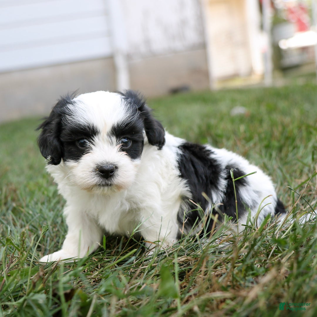 Teddy Bear dogs for sale: Oliver  - Ad 6