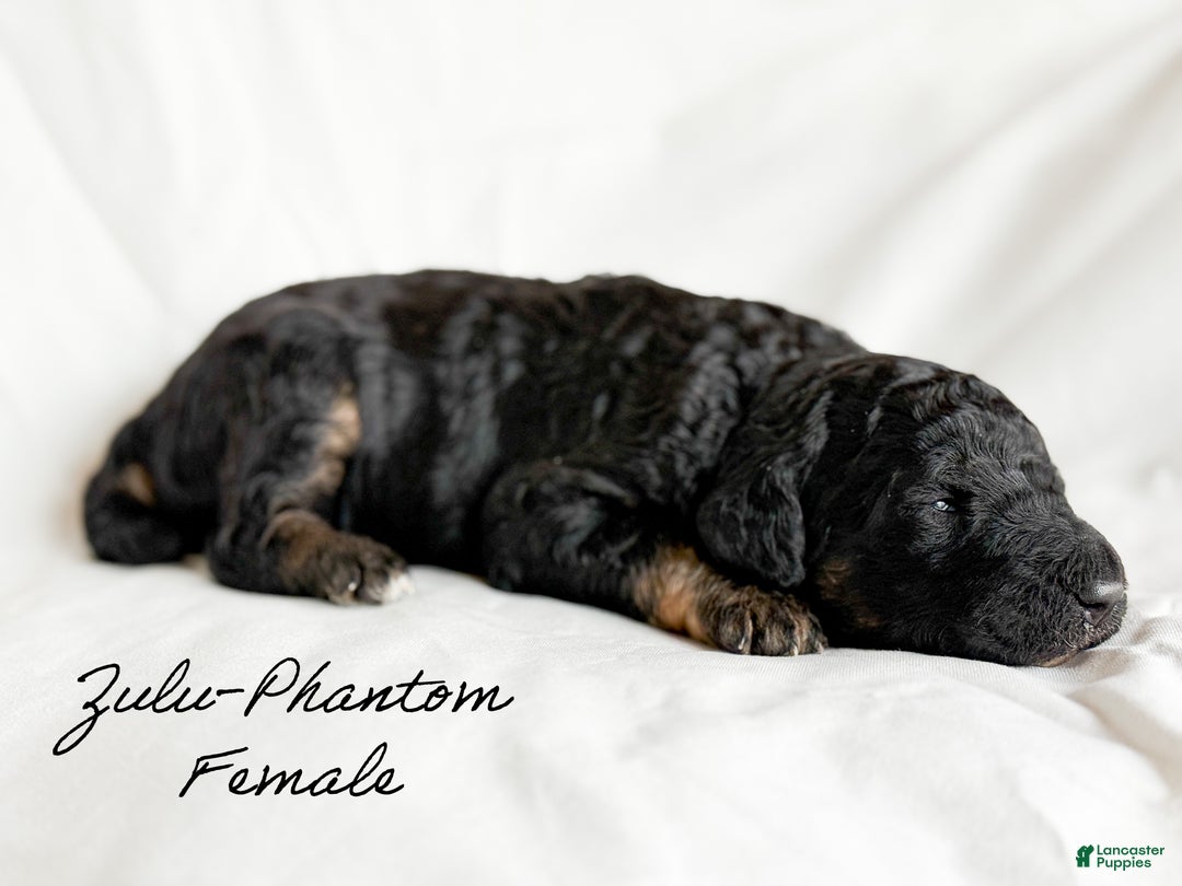 Standard Poodle dogs for sale: Zulu - Ad 4