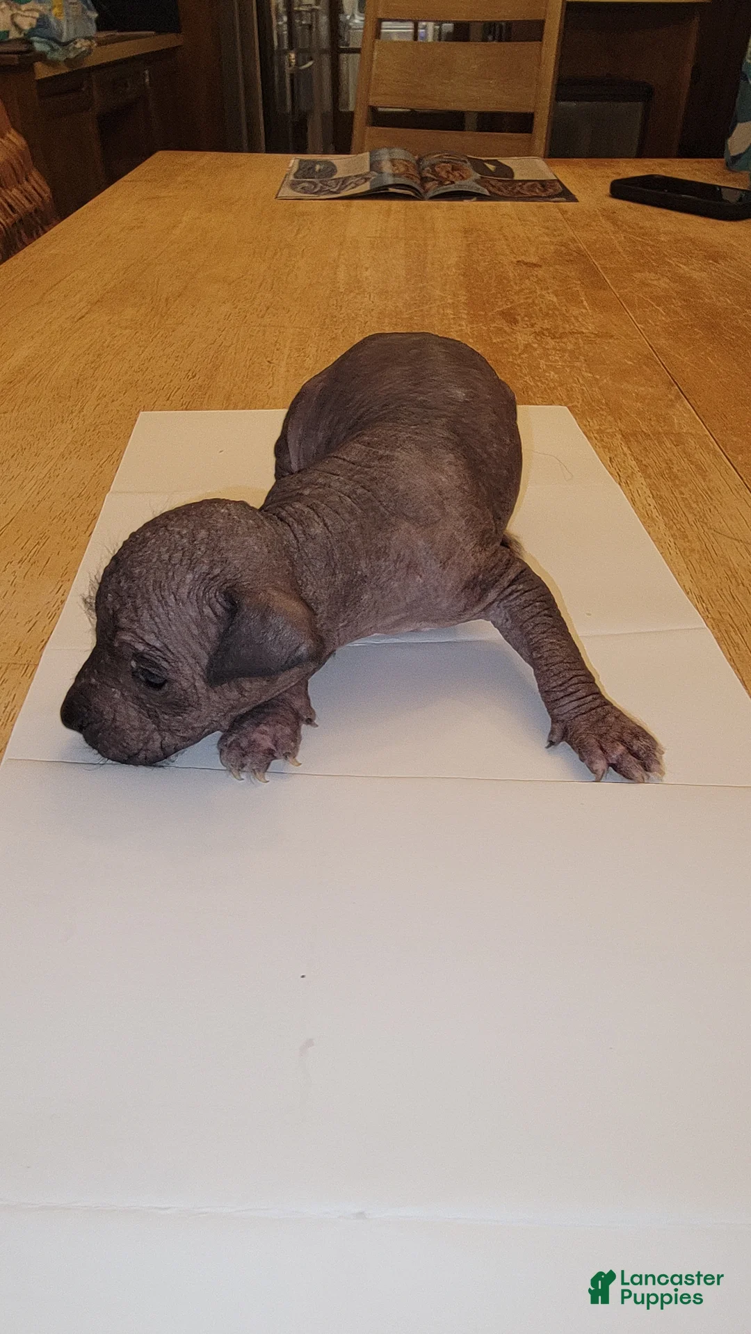 Peruvian Inca Orchid dogs for sale: Peruvian Inca Orchid Puppy 2 - Ad 1