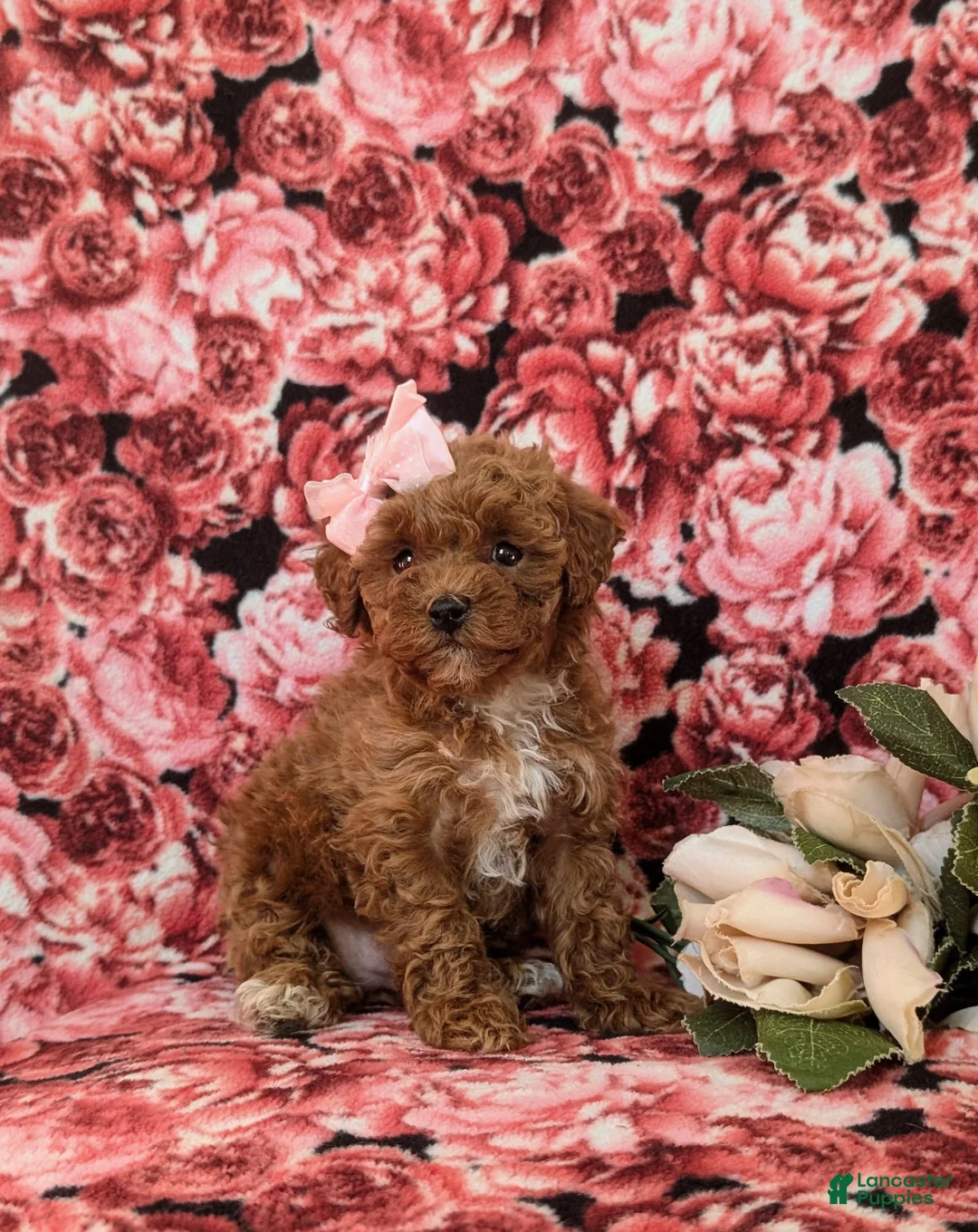 Toy Poodle dogs for sale: Gabrielle 6-7 lbs Full Grown - Ad 5