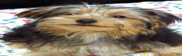 Yorkshire Terrier dogs for sale: Yorkie - Ad 14