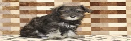 Miniature Schnauzer dogs for sale: Echo - Ad 4