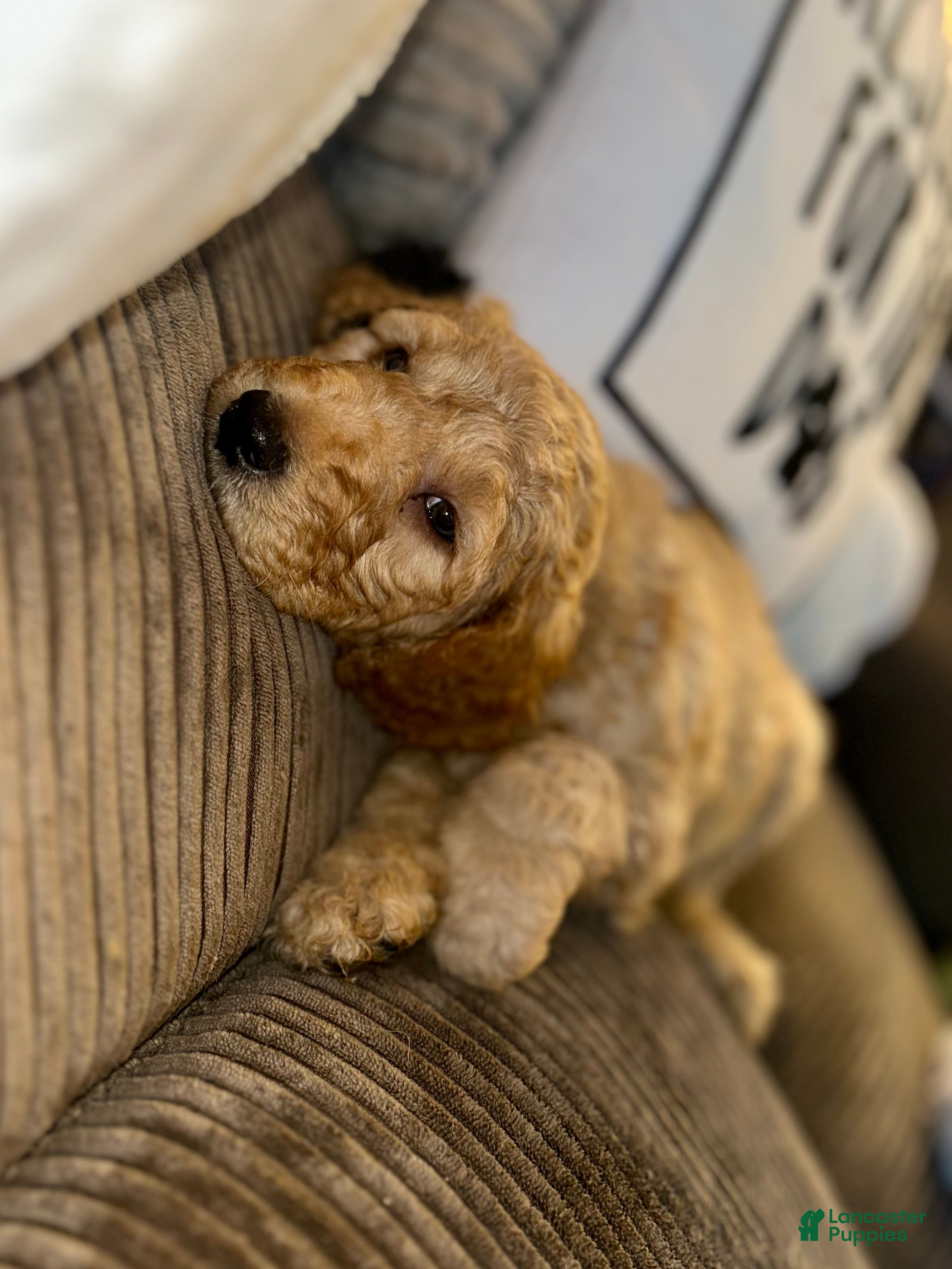 Goldendoodle dogs Miller - Navy Collar  - Ad 38