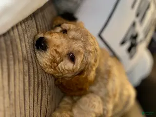 Goldendoodle dogs Miller - Navy Collar - Ad 11