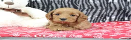Mini Goldendoodle dogs for sale: Buttercup - Ad 3