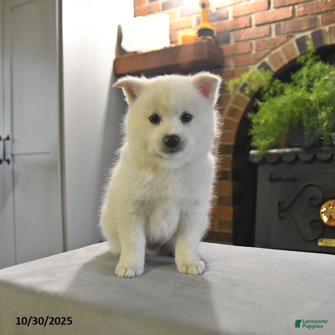 Pomsky dogs for sale: Kaden - Ad 4