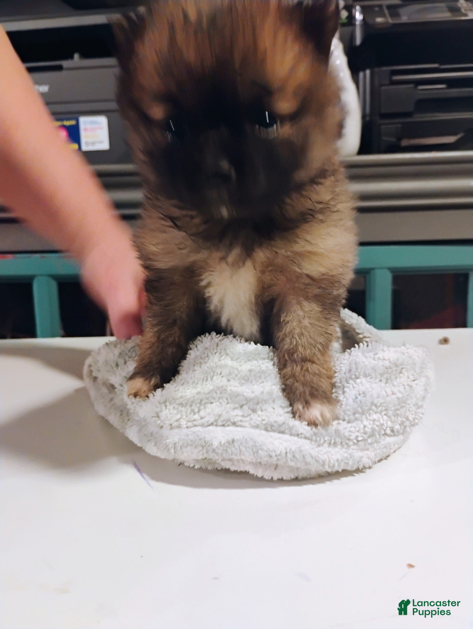 Pomeranian dogs Teddy bear - Ad 22
