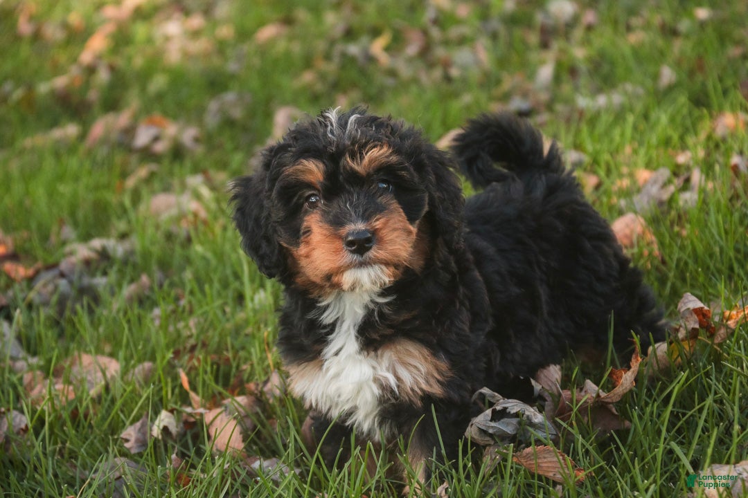 Mini Bernedoodle dogs Apple F1 Mini Bernedoodle  - Ad 1