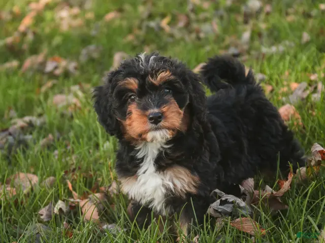 Mini Bernedoodle dogs for sale: Apple F1 Mini Bernedoodle - Ad 1