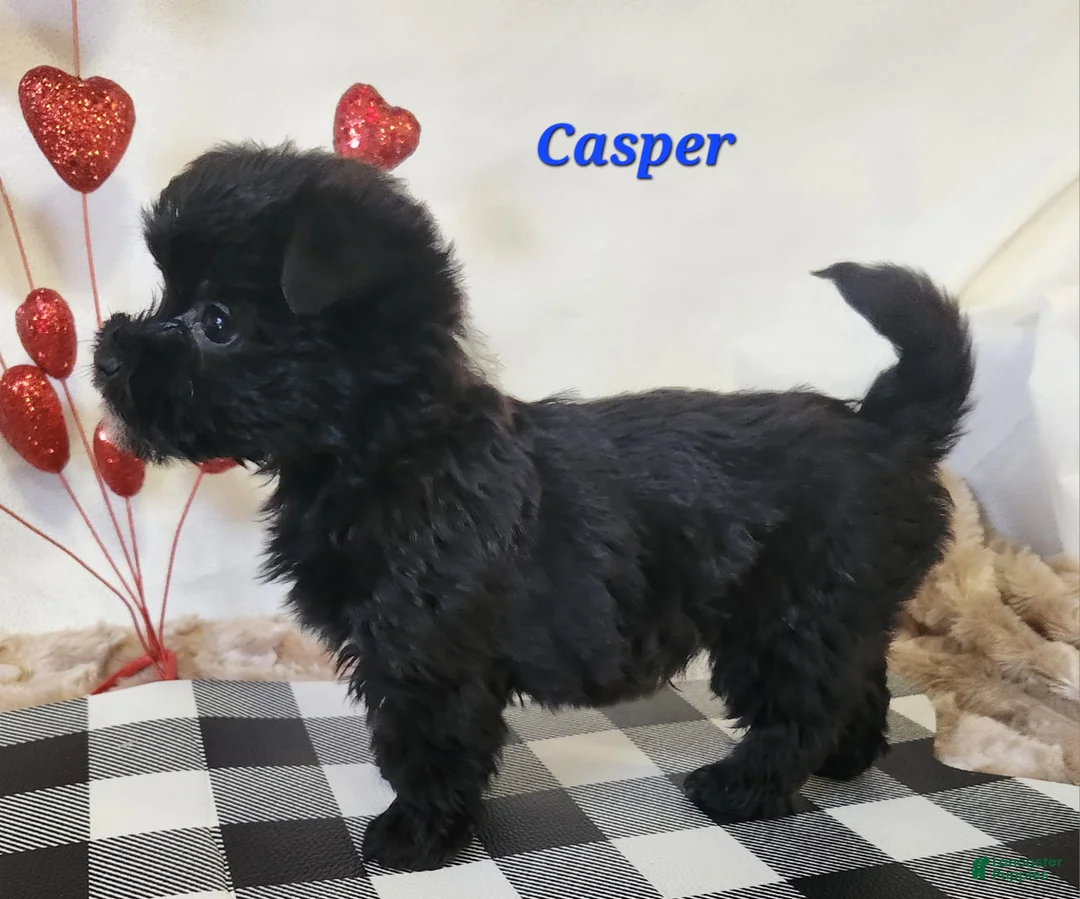 Yochon dogs for sale: Casper - Ad 2