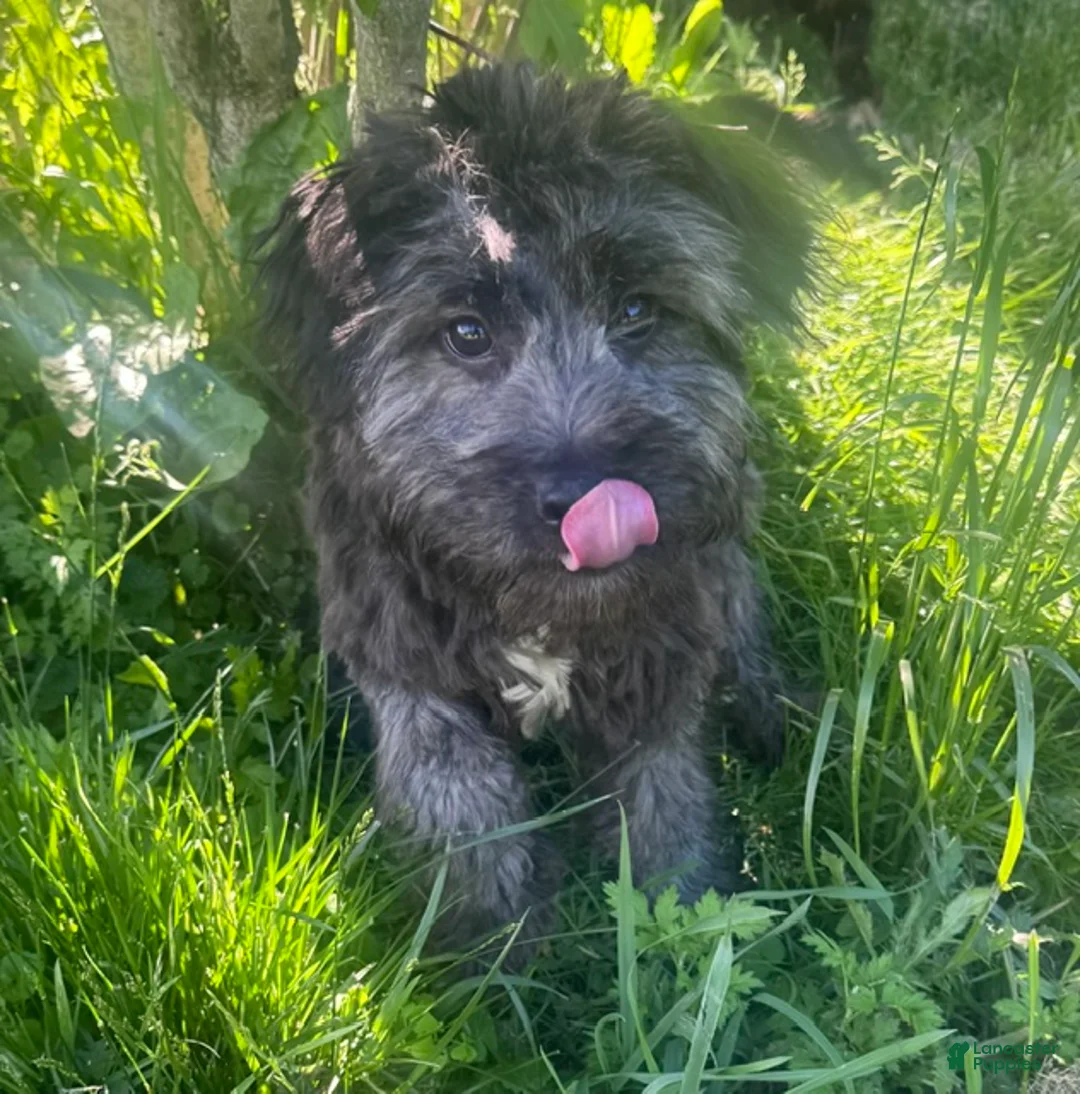Mini Aussiedoodle dogs for sale: Mini Aussiedoodle 1 - Ad 1