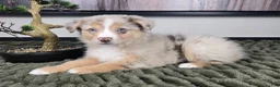 Miniature Australian Shepherd dogs for sale: Rusty - Ad 5