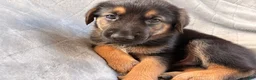 Golden Shepherd dogs for sale: Golden Shepherd Black Collar Male  - Ad 3