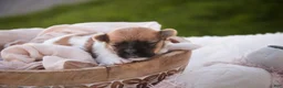 Havanese dogs for sale: Muffin Havanese  - Ad 4