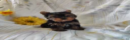 Yorkshire Terrier dogs for sale: Sunshine - Ad 4