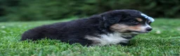 Miniature Australian Shepherd dogs for sale: LINCOLN - Ad 11