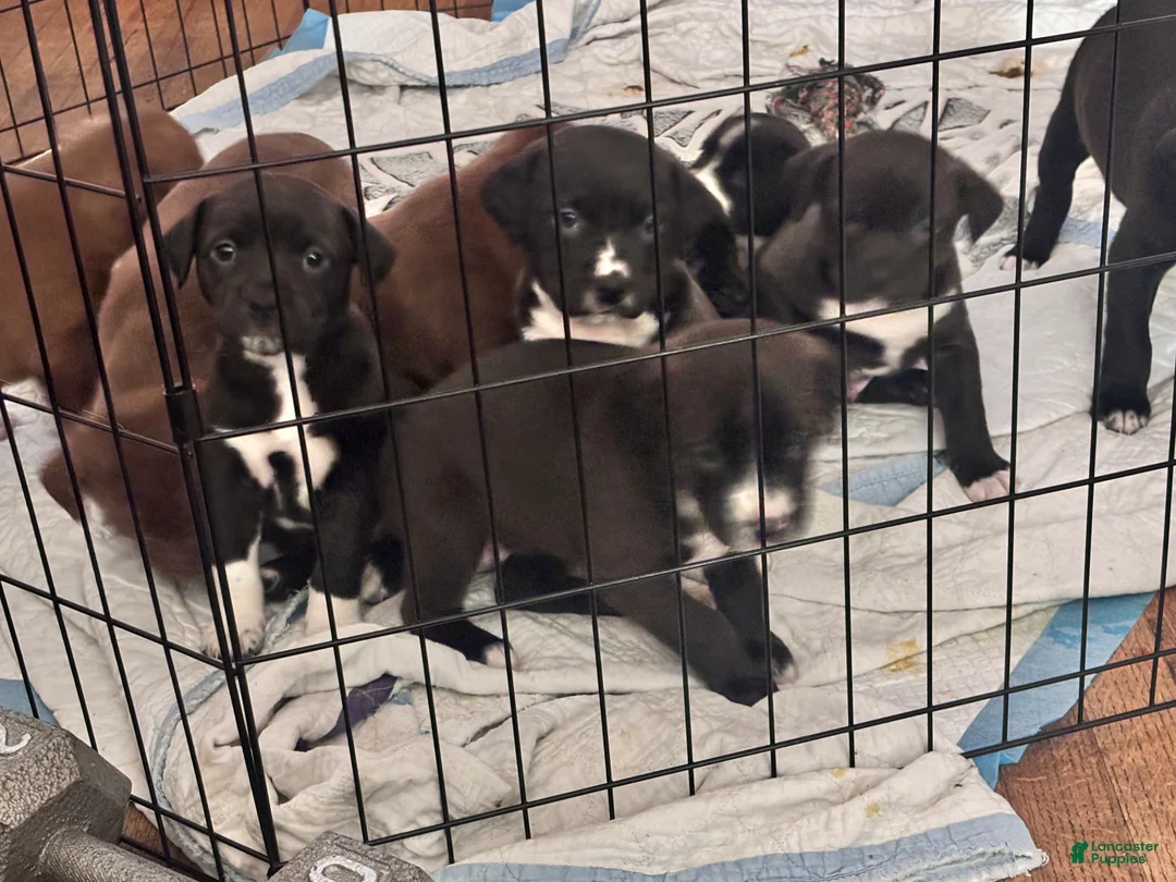 Mixed Breed dogs for sale: Mixed Breed Puppy 9 - Ad 4