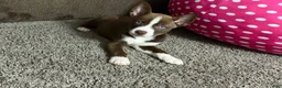Siberian Husky dogs for sale: Pitsky - Ad 2