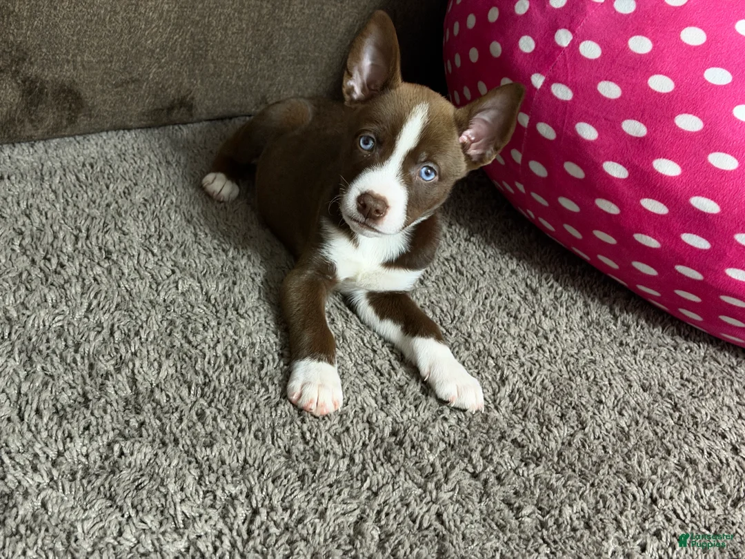 Siberian Husky dogs for sale: Pitsky - Ad 2