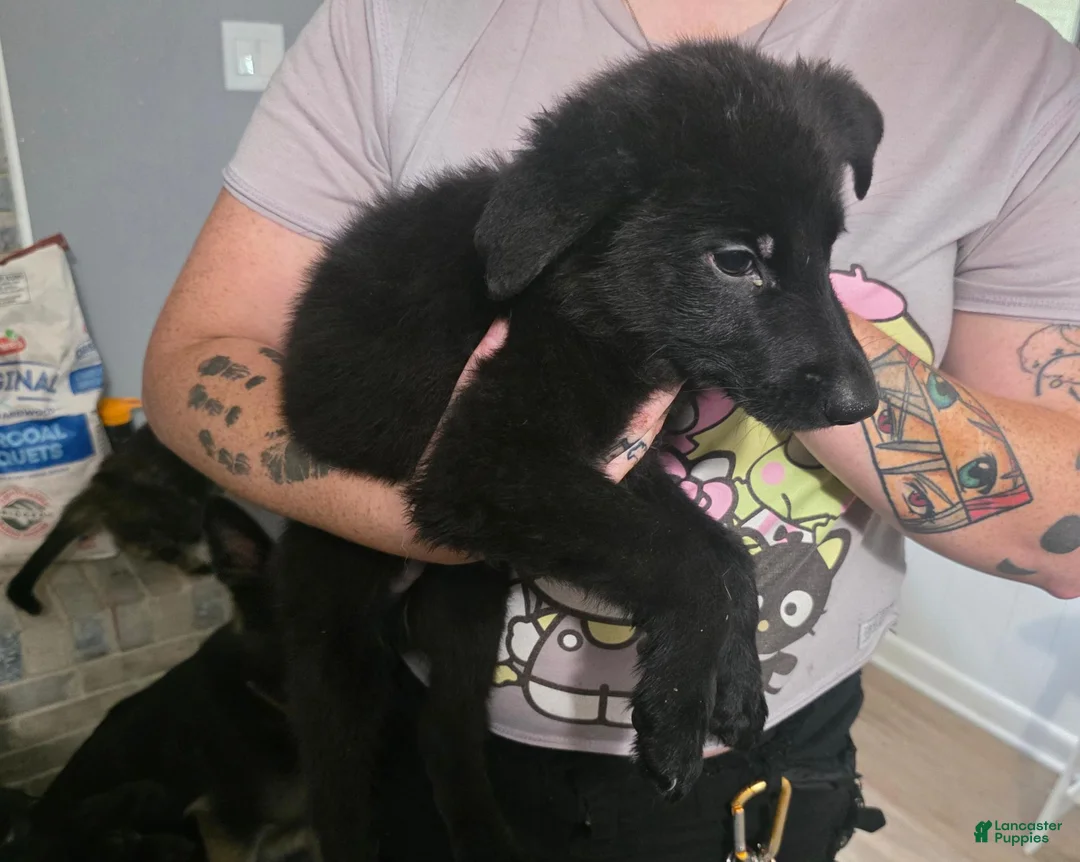 German Shepherd dogs for sale: German Shepherd 1 - Ad 1