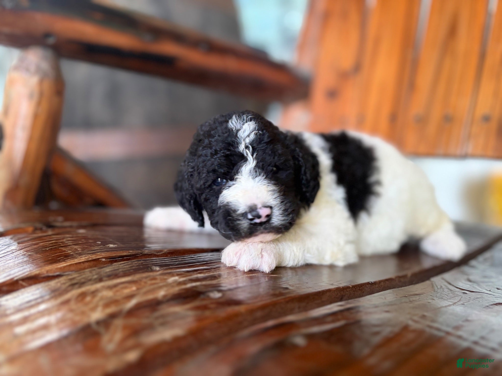 Aussiedoodle dogs Aussiedoodle 3 - Ad 24