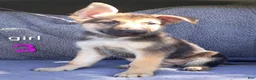 German Shepherd dogs for sale: German Shepherd 6 - Ad 3