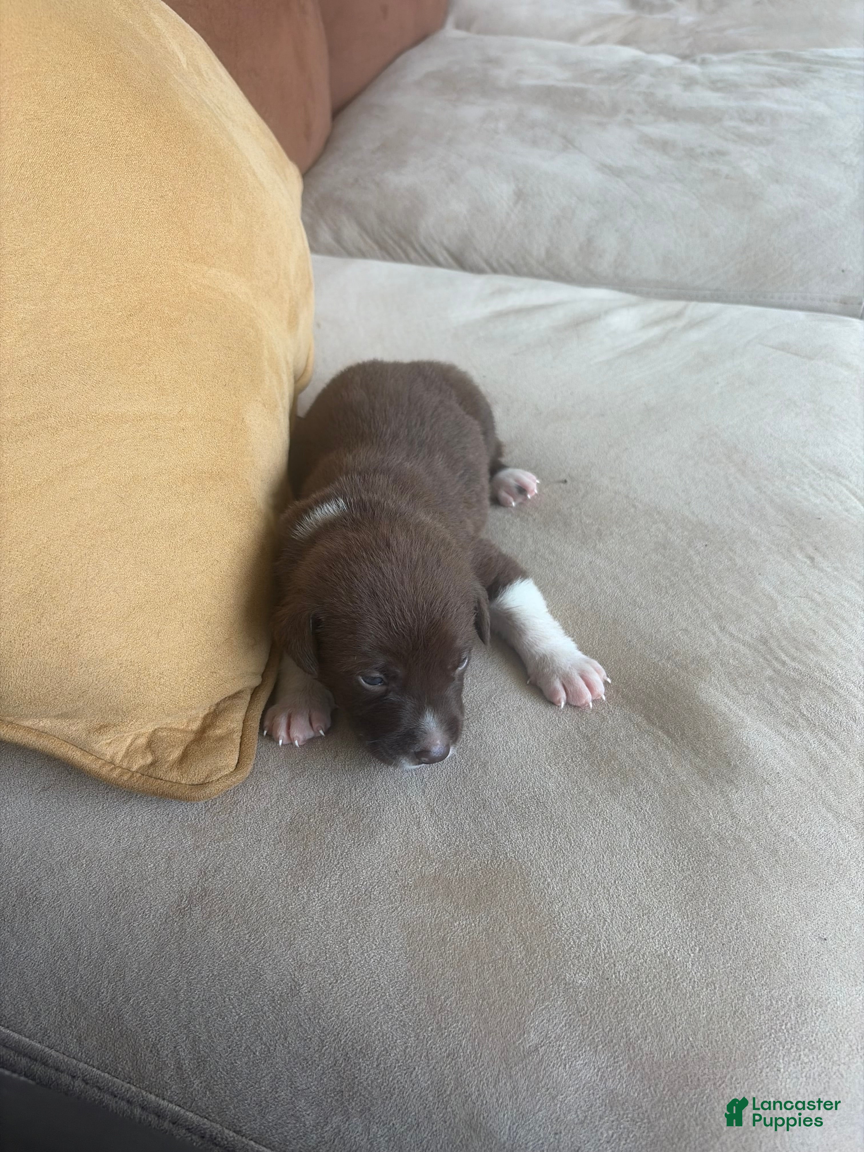Labrador Retriever dogs Labrador Retriever 4 - Ad 2