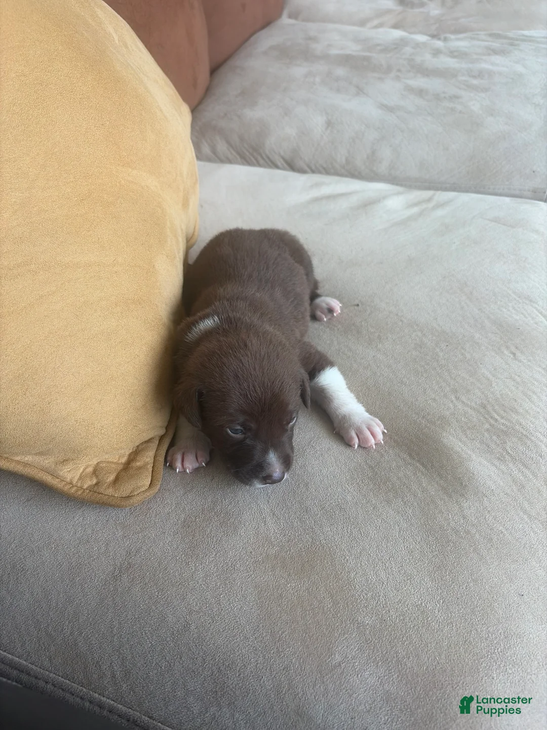 Labrador Retriever dogs for sale: Labrador Retriever 4 - Ad 2