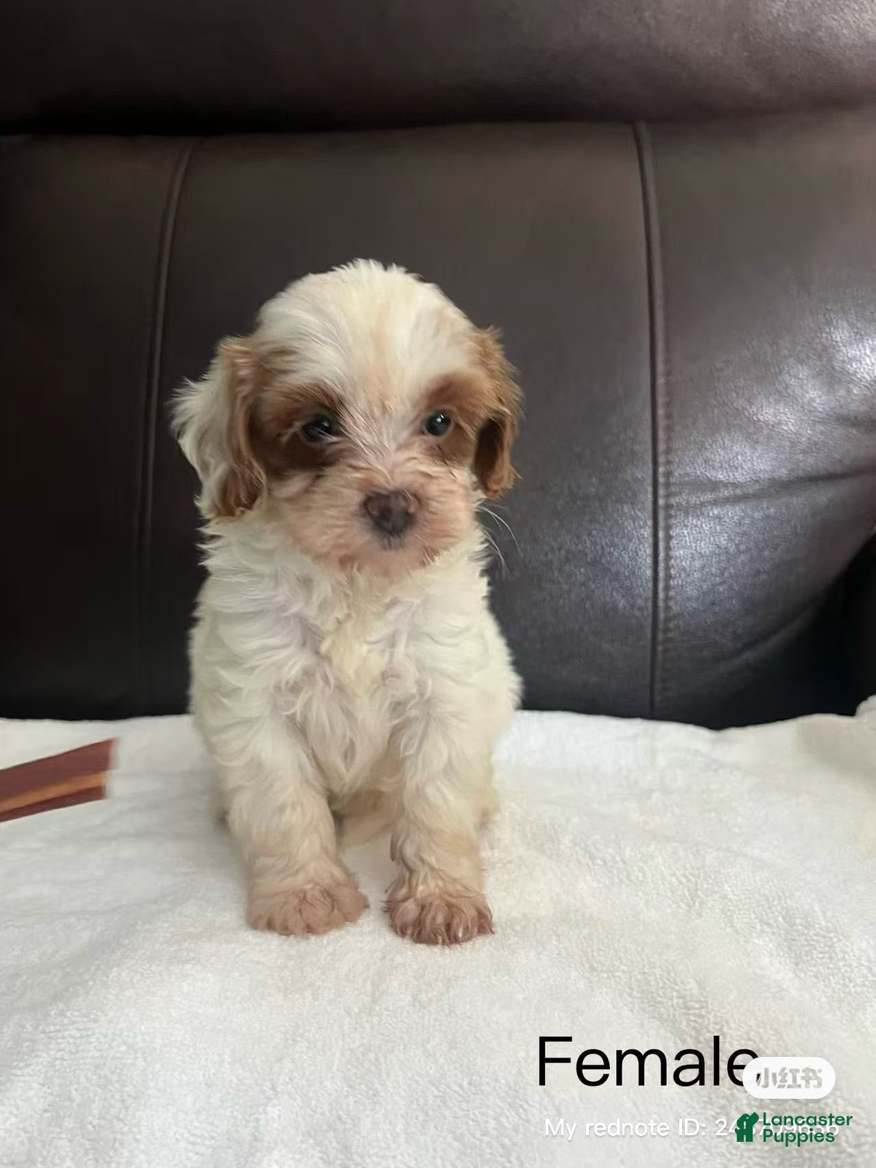 Cavapoo dogs Cavapoo 3 - Ad 28