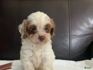 Cavapoo dogs Cavapoo 3 - Ad 13
