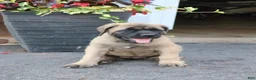 English Mastiff dogs for sale: Lilac - Ad 4