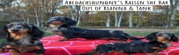 Miniature Dachshund dogs for sale: AKC Russian  - Ad 12
