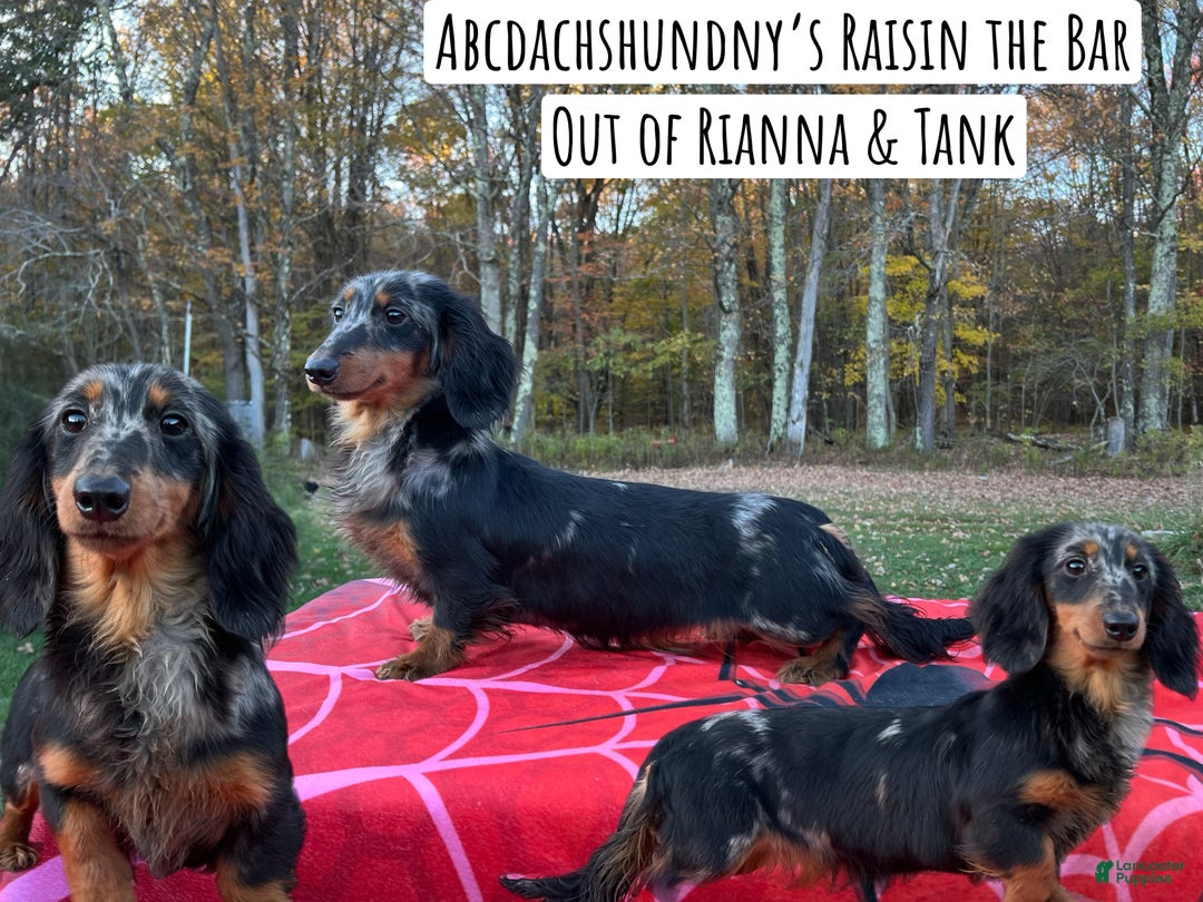 Miniature Dachshund dogs for sale: AKC Russian  - Ad 12