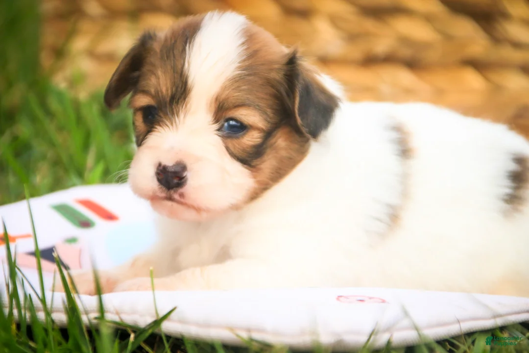 Papillon dogs for sale: Leon Papillon  - Ad 1