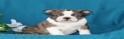 Boston Terrier dogs for sale: Andy  - Ad 2