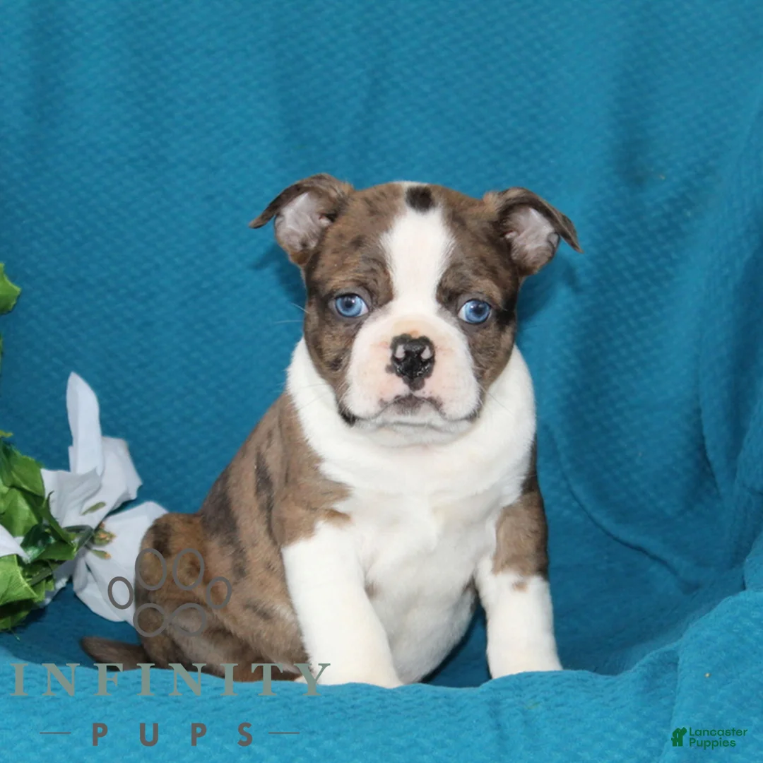 Boston Terrier dogs for sale: Andy  - Ad 2