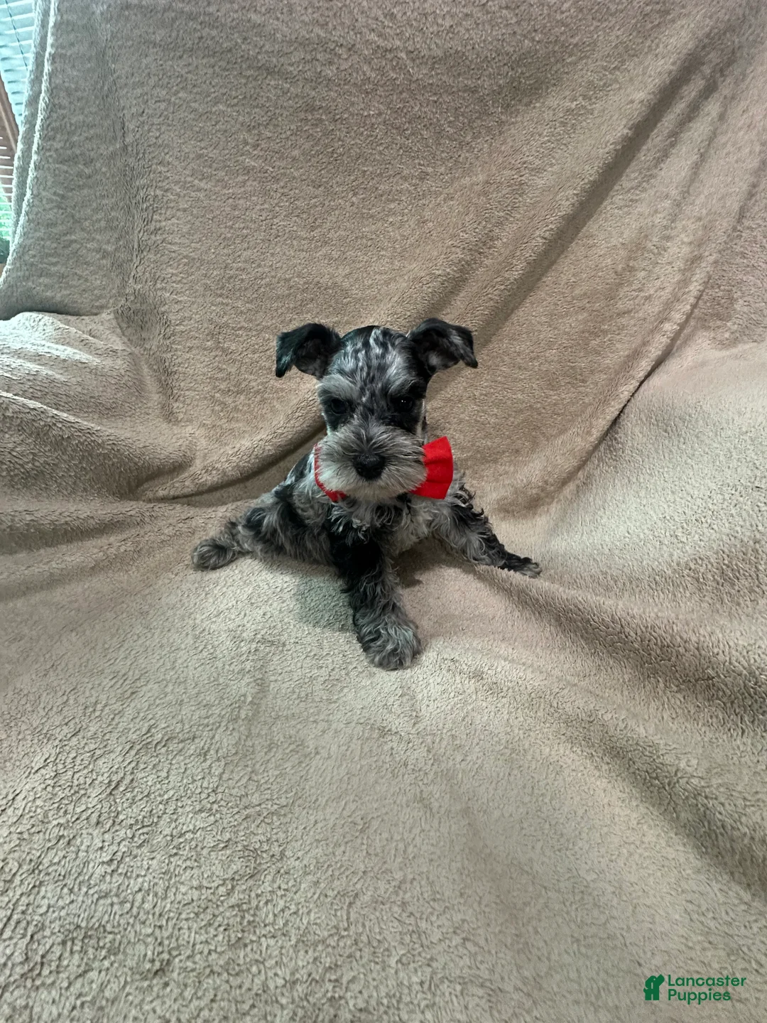 Miniature Schnauzer dogs for sale: Oddie  - Ad 6