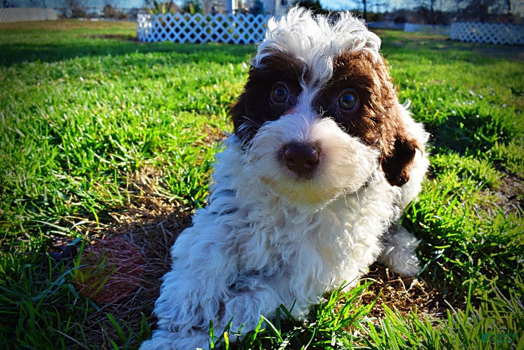 Havapoo dogs for sale: Simba - Ad 13