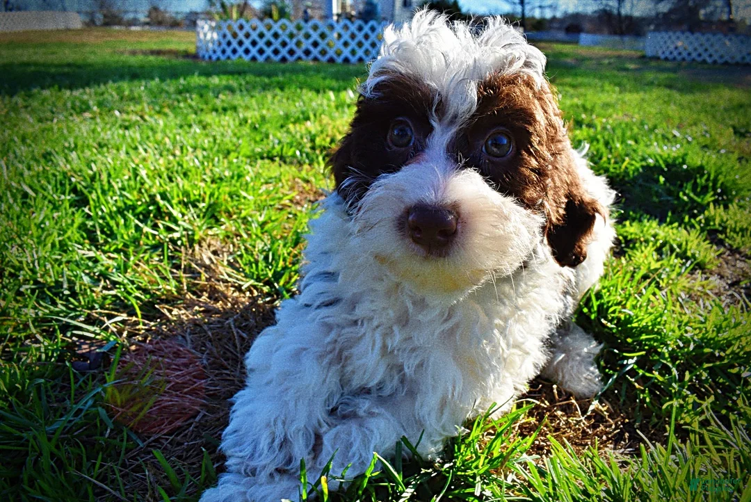 Havapoo dogs for sale: Sunny - Ad 49