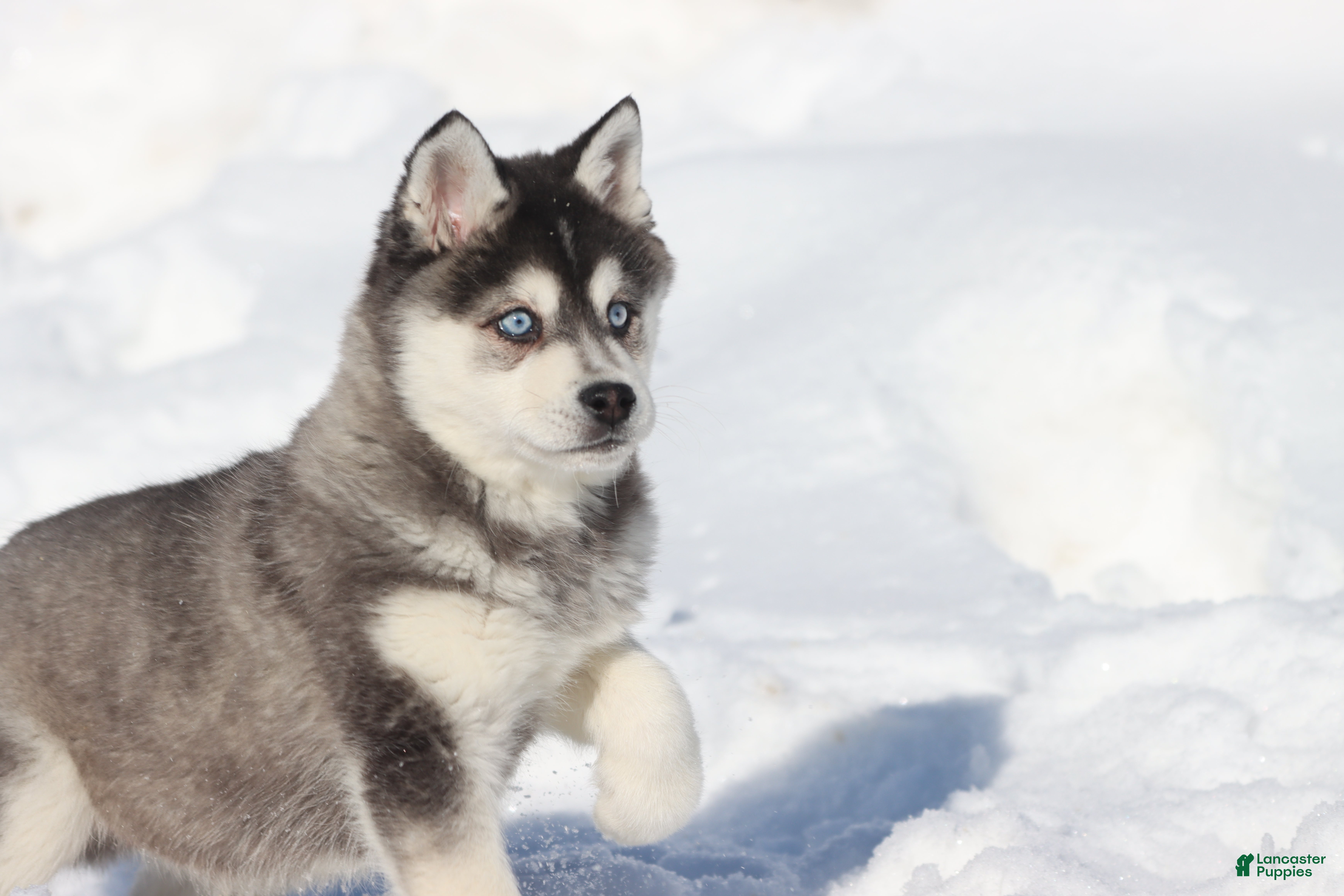 Alaskan Klee Kai dogs Pudge - Ad 10