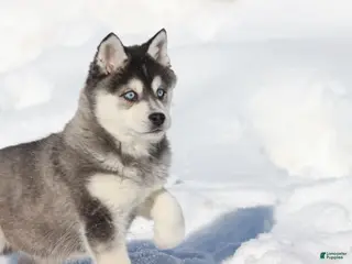 Alaskan Klee Kai dogs Pudge - Ad 10