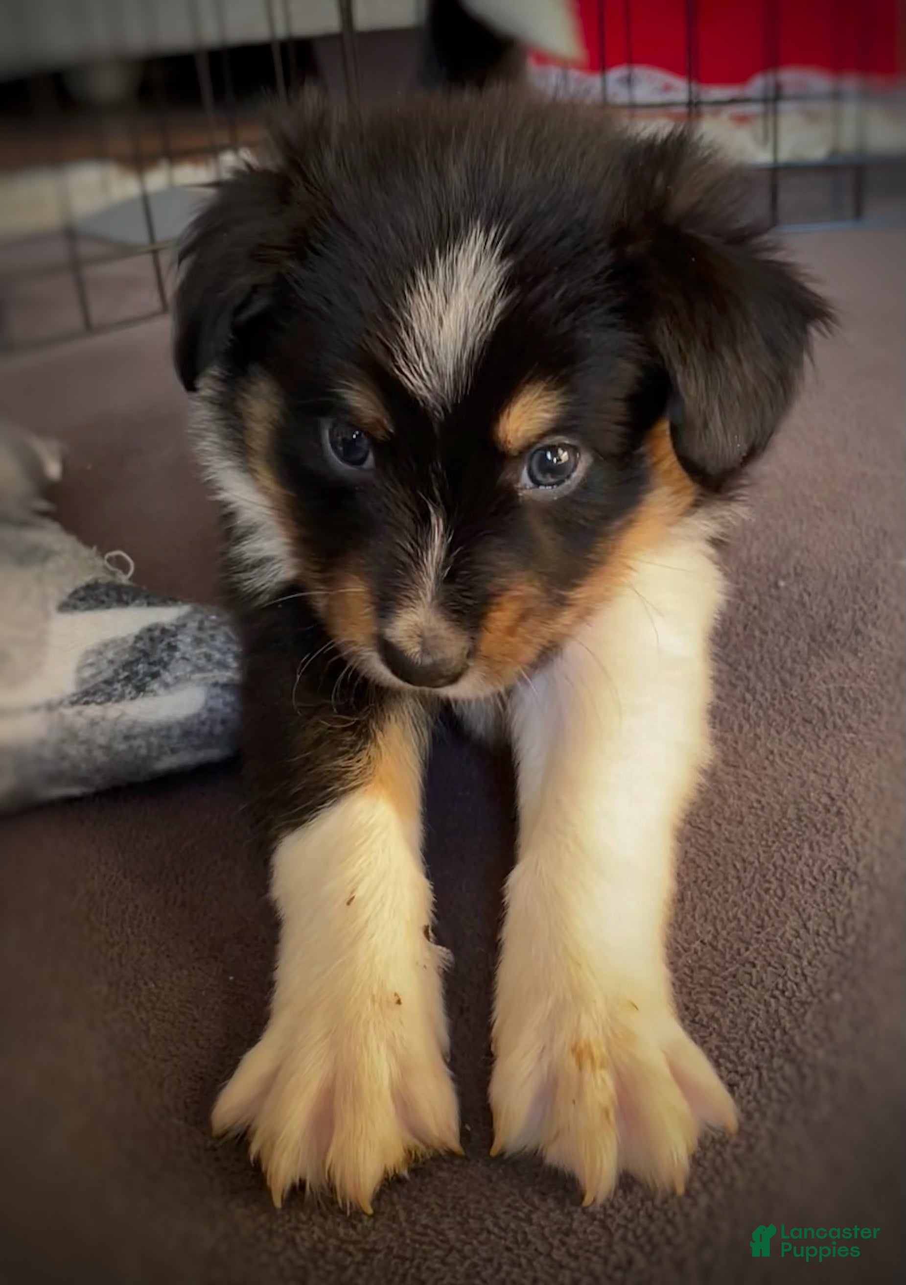 Mixed Breed dogs Suave’ - Ad 17