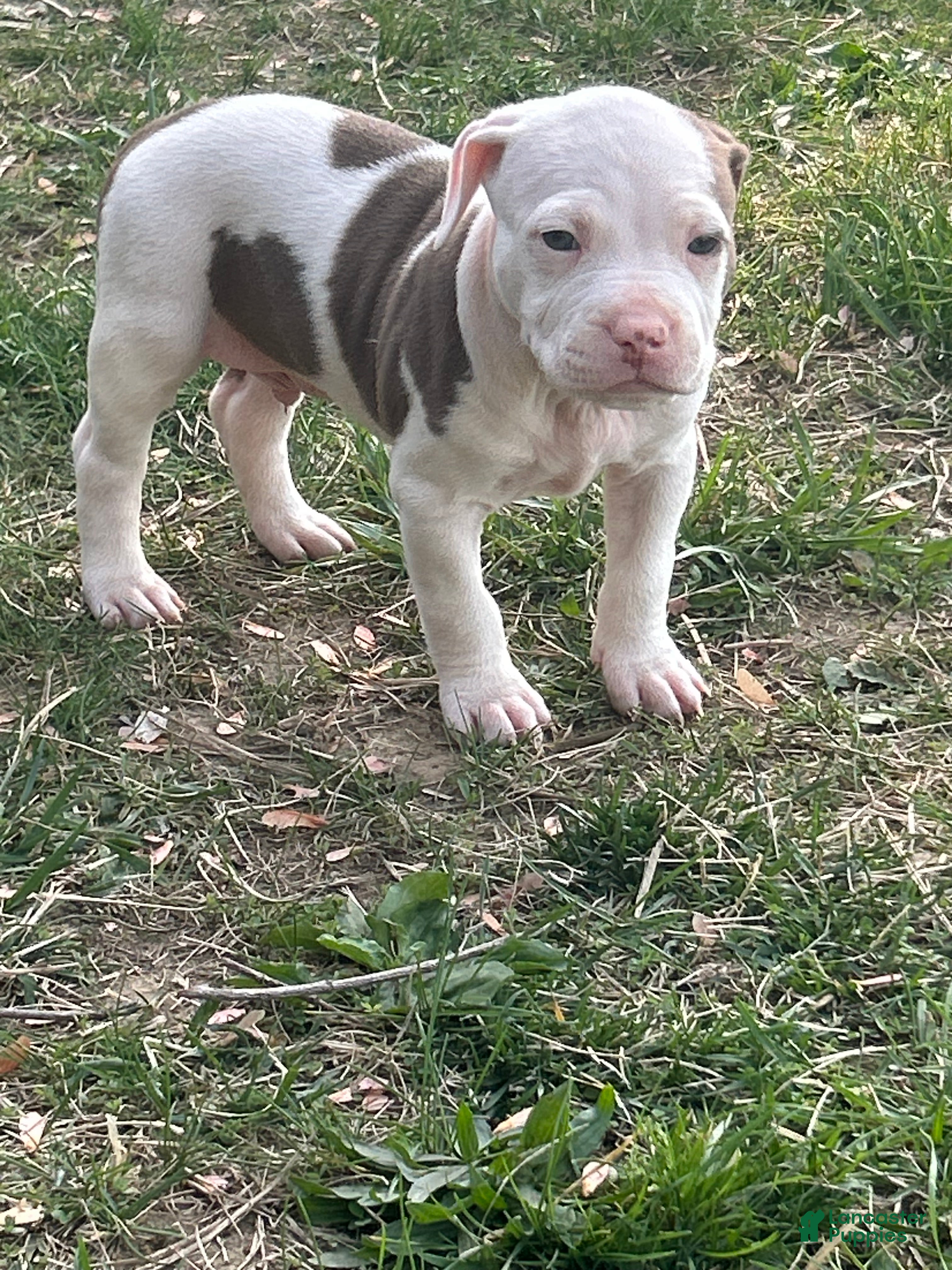American Bully dogs American Bully Puppy 1 - Ad 30