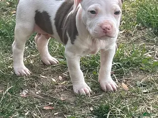 American Bully dogs American Bully Puppy 1 - Ad 30