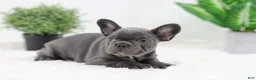 French Bulldog dogs for sale: Ginger - Ad 7