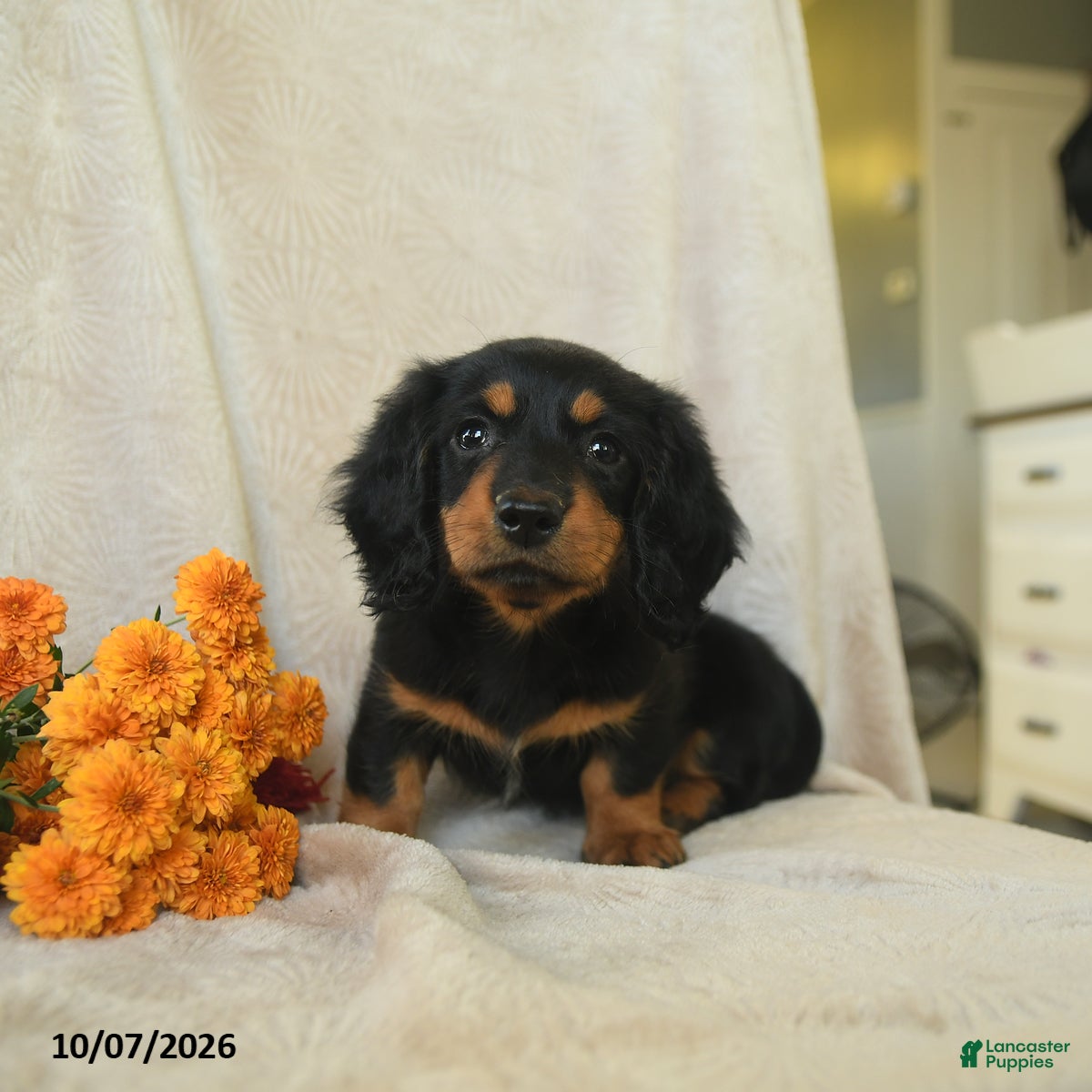 Miniature Dachshund dogs Kimmy - Ad 1