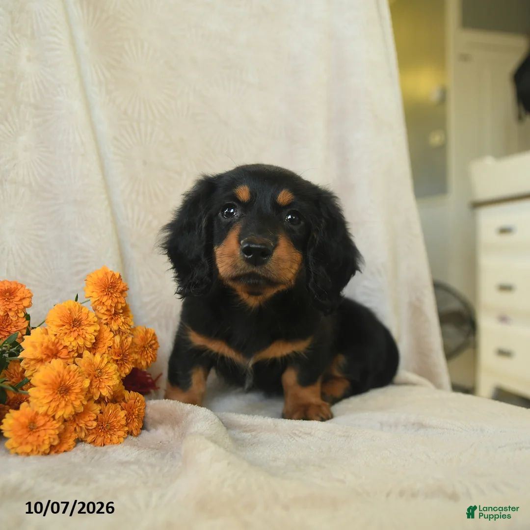 Miniature Dachshund dogs for sale: Kimmy - Ad 1