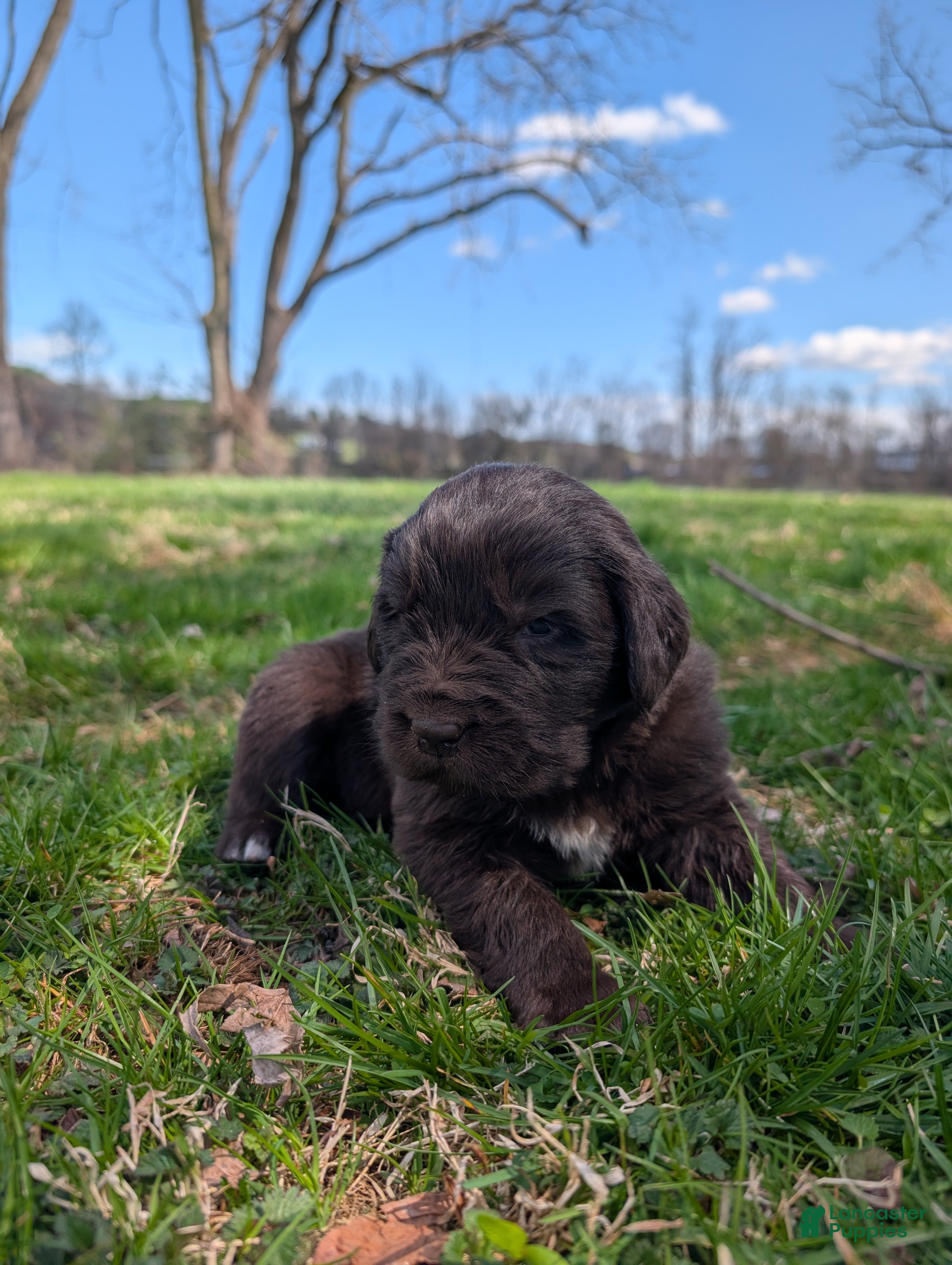 Newfoundland dogs Harper - Ad 28
