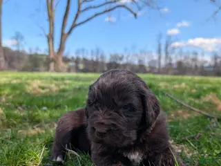 Newfoundland dogs Harper - Ad 26